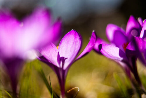 Krokusse lila | © Andreas Bender