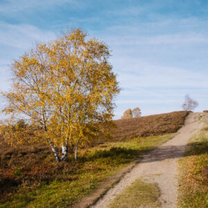 Büsenbachtal in der Lüneburger Heide | © Andreas Bender