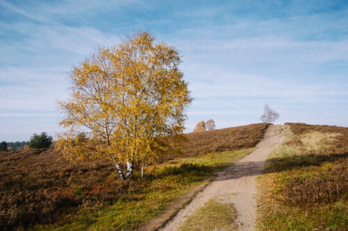 Büsenbachtal in der Lüneburger Heide | © Andreas Bender