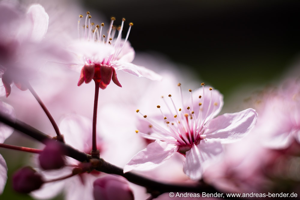 Geliebtes Leben lieben - Energien der Welt ® | © Andreas Bender
