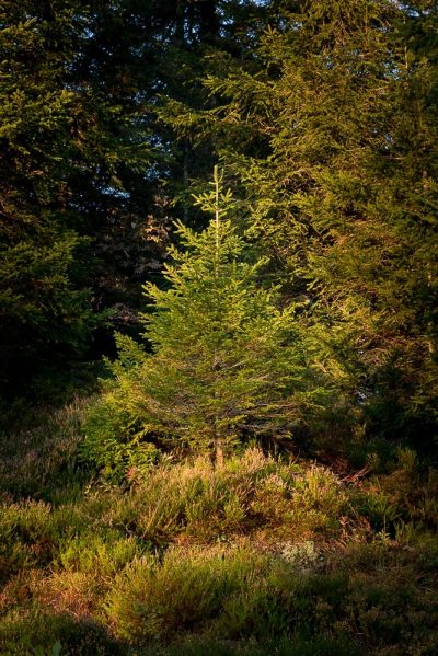 Schwarzwald Bäumchen, Torwächter | © Andreas Bender